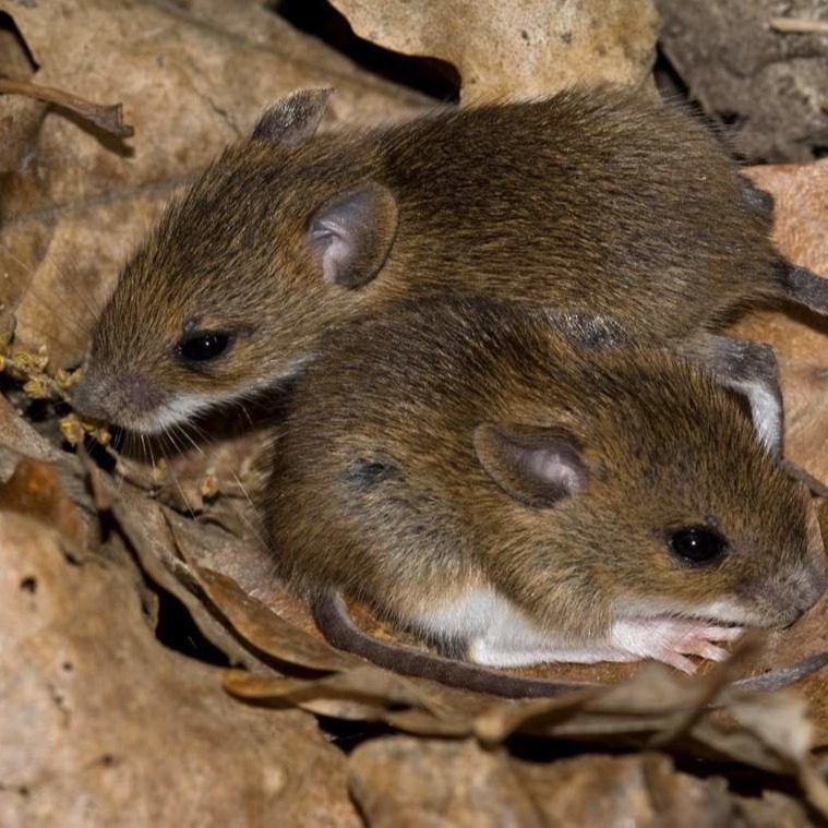 Уничтожения мышей в частном доме в Одессе?