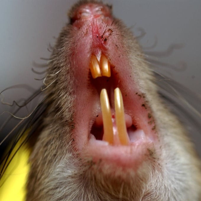 Дератизация крыс в Одессе?